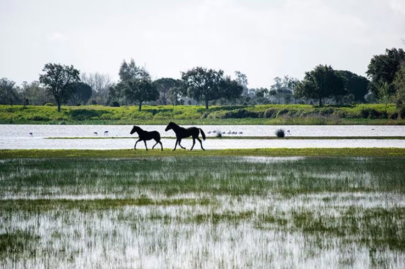 Doñana National Park, Andalusia, Spain